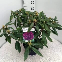 Rhododendron (Rhododendron 'Marcel Menard') -Groene Pracht rho. marcel menard c10 50 cm