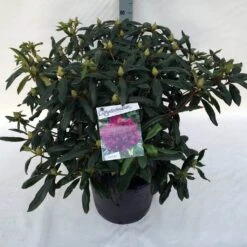 Rhododendron (Rhododendron 'Marcel Menard') -Groene Pracht rho. marcel menard c30