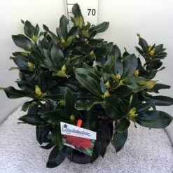 Rhododendron (Rhododendron 'Markeeta's Prize') -Groene Pracht rho. markeeta s prize c20