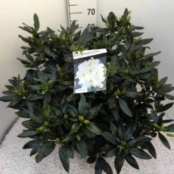 Rhododendron (Rhododendron 'Madame Masson') 37 Rhododendron (Rhododendron 'Madame Masson') -Groene Pracht rho. mme masson c20