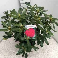 Rhododendron (Rhododendron 'Nova Zembla') 19 Rhododendron (Rhododendron 'Nova Zembla') -Groene Pracht rho. nova zembla c10 50 cm