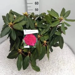 Rhododendron (Rhododendron 'American Beauty') 16 Rhododendron (Rhododendron 'American Beauty') -Groene Pracht rho. p. a. beauty c10 50 cm