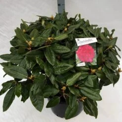 Rhododendron (Rhododendron 'American Beauty') 21 Rhododendron (Rhododendron 'American Beauty') -Groene Pracht rho. pierce amercian beauty c40