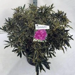 Bosrhododendron (Rhododendron Ponticum 'Variegatum') -Groene Pracht rho. pont. variegatum c30