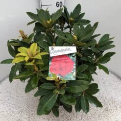 Rhododendron (Rhododendron 'Red Jack') 27 Rhododendron (Rhododendron 'Red Jack') -Groene Pracht rho. red jack c10 50 cm