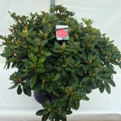 Rhododendron (Rhododendron 'Red Jack') 39 Rhododendron (Rhododendron 'Red Jack') -Groene Pracht rho. red jack c80