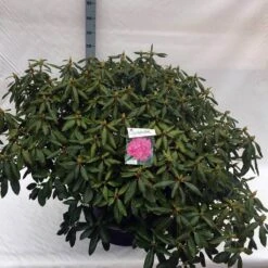Rhododendron (Rhododendron 'Roseum Elegans') 37 Rhododendron (Rhododendron 'Roseum Elegans') -Groene Pracht rho. roseum elegans c80