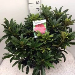 Rhododendron (Rhododendron 'Wilgen's Ruby') 25 Rhododendron (Rhododendron 'Wilgen's Ruby') -Groene Pracht rho. wilgens ruby c20