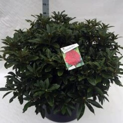 Rhododendron (Rhododendron 'Wilgen's Ruby') 34 Rhododendron (Rhododendron 'Wilgen's Ruby') -Groene Pracht rho. wilgens ruby c80