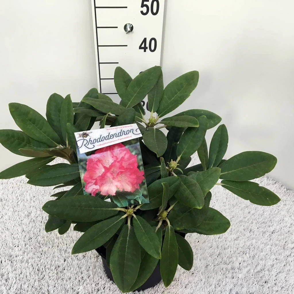 Dwergrhododendron (Rhododendron 'Fantastica') 4 Dwergrhododendron (Rhododendron 'Fantastica') - Afbeelding 2