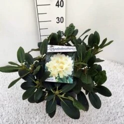Rhododendron (Rhododendron 'Flava') -Groene Pracht rho. y flava c5
