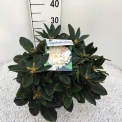 Dwergrhododendron (Rhododendron 'Golden Torch') 23 Dwergrhododendron (Rhododendron 'Golden Torch') -Groene Pracht rho. y golden torch c5