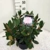 Dwergrhododendron (Rhododendron 'Silberwolke') 1 Dwergrhododendron (Rhododendron 'Silberwolke') -Groene Pracht rho. y silberwolke c5