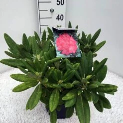 Dwergrhododendron (Rhododendron 'Sweet Sue') -Groene Pracht rho. y sweet sue c5