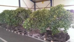 Rhododendron (Rhododendron 'Cunningham White') 37 Rhododendron (Rhododendron 'Cunningham White') -Groene Pracht rhodo cun white