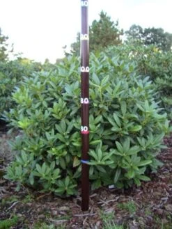 Rhododendron (Rhododendron 'Cunningham White') 39 Rhododendron (Rhododendron 'Cunningham White') -Groene Pracht rhodod cun white 1