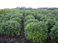 Rhododendron (Rhododendron 'Cunningham White') 38 Rhododendron (Rhododendron 'Cunningham White') -Groene Pracht rhodod cun white 2