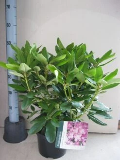 Rhododendron (Rhododendron Catawbiense 'Boursault') 19 Rhododendron (Rhododendron Catawbiense 'Boursault') -Groene Pracht rhododendron boursault c5 aug