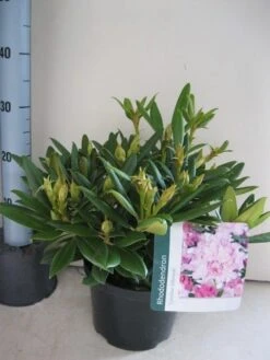 Dwergrhododendron (Rhododendron 'Caroline Allbrook') 12 Dwergrhododendron (Rhododendron 'Caroline Allbrook') -Groene Pracht rhododendron caroline allbrook c5 aug