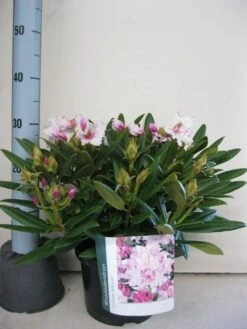 Dwergrhododendron (Rhododendron 'Caroline Allbrook') 13 Dwergrhododendron (Rhododendron 'Caroline Allbrook') -Groene Pracht rhododendron caroline allbrook c5 sept