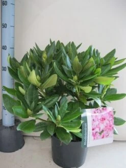 Rhododendron (Rhododendron 'Cosmopolitan') 33 Rhododendron (Rhododendron 'Cosmopolitan') -Groene Pracht rhododendron cosmopolotan c5 aug