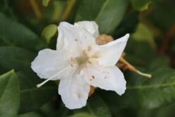 Rhododendron (Rhododendron 'Cunningham White') 23 Rhododendron (Rhododendron 'Cunningham White') -Groene Pracht rhododendron cunningham white 2