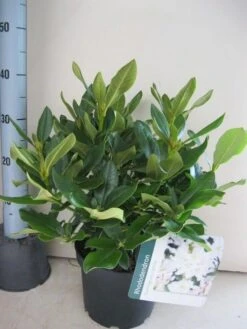 Rhododendron (Rhododendron 'Cunningham White') 35 Rhododendron (Rhododendron 'Cunningham White') -Groene Pracht rhododendron cunninghams white c5 aug