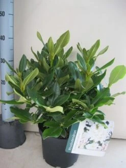 Rhododendron (Rhododendron 'Cunningham White') 24 Rhododendron (Rhododendron 'Cunningham White') -Groene Pracht rhododendron cunninghams white c5 aug 1