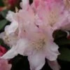 Dwergrhododendron (Rhododendron 'Dreamland') -Groene Pracht rhododendron dreamland 2