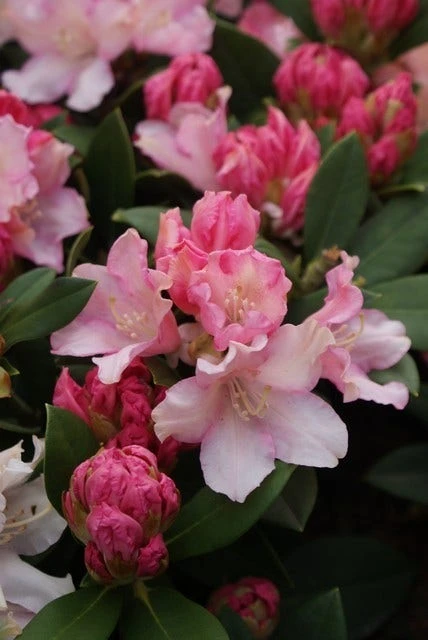 Dwergrhododendron (Rhododendron 'Dreamland') 5 Dwergrhododendron (Rhododendron 'Dreamland') - Afbeelding 3