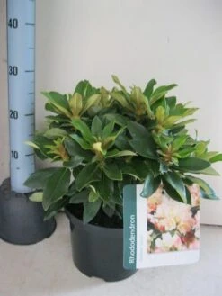 Dwergrhododendron (Rhododendron 'Golden Torch') 16 Dwergrhododendron (Rhododendron 'Golden Torch') -Groene Pracht rhododendron golden torch c5 aug