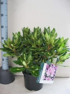Rhododendron (Rhododendron 'Goldflimmer') 31 Rhododendron (Rhododendron 'Goldflimmer') -Groene Pracht rhododendron goldflimmer c5 aug 1