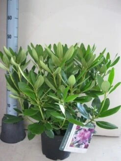 Rhododendron (Rhododendron Catawbiense 'Grandiflorum') -Groene Pracht rhododendron grandiflorum c5 aug