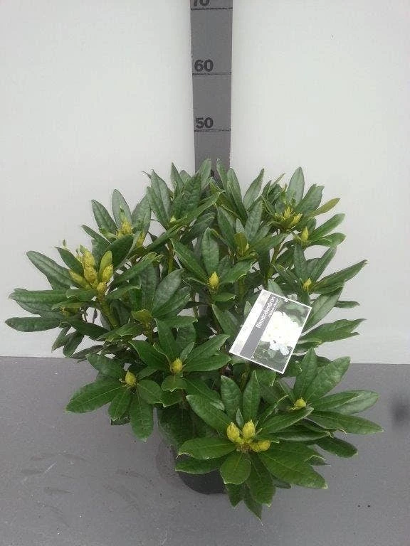 Rhododendron (Rhododendron 'Madame Masson') 6 Rhododendron (Rhododendron 'Madame Masson') - Afbeelding 4