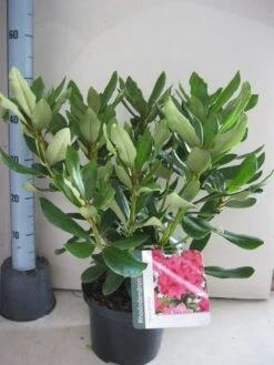 Rhododendron (Rhododendron 'Nova Zembla') 21 Rhododendron (Rhododendron 'Nova Zembla') -Groene Pracht rhododendron nova zembla c5 aug 1