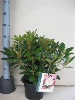 Rhododendron (Rhododendron 'Percy Wiseman') -Groene Pracht rhododendron percy wiceman c5 aug