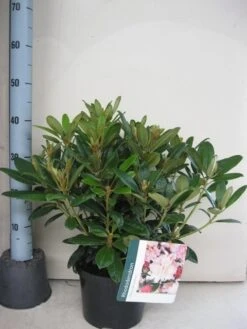 Rhododendron (Rhododendron 'Percy Wiseman') -Groene Pracht rhododendron percy wiceman c5 aug 1