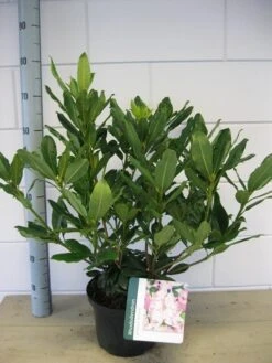 Bosrhododendron (Rhododendron Ponticum 'Roseum') 13 Bosrhododendron (Rhododendron Ponticum 'Roseum') -Groene Pracht rhododendron ponticum roseum c5 oktober 1