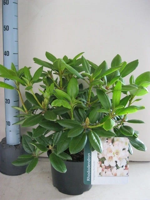 Rhododendron (Rhododendron 'Virginia Richards') 4 Rhododendron (Rhododendron 'Virginia Richards') - Afbeelding 2