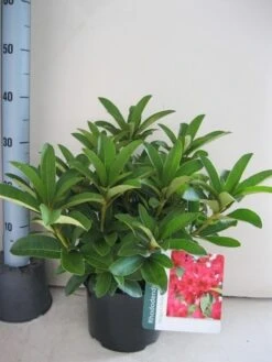 Rhododendron (Rhododendron 'Wilgen's Ruby') 37 Rhododendron (Rhododendron 'Wilgen's Ruby') -Groene Pracht rhododendron wilgens ruby c5 aug 1