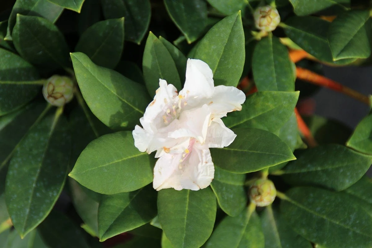 Dwergrhododendron (Rhododendron 'Golden Torch') 7 Dwergrhododendron (Rhododendron 'Golden Torch') - Afbeelding 5