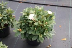 Dwergrhododendron (Rhododendron 'Golden Torch') 19 Dwergrhododendron (Rhododendron 'Golden Torch') -Groene Pracht rhododendron y. golden torch 5