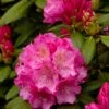Dwergrhododendron (Rhododendron 'Polaris') -Groene Pracht rhododendronpolarisv01