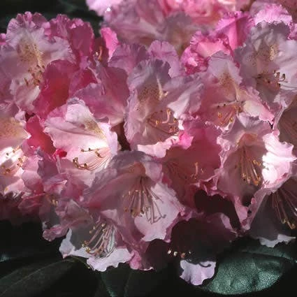 Dwergrhododendron (Rhododendron 'Polaris') 4 Dwergrhododendron (Rhododendron 'Polaris') - Afbeelding 2