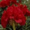 Rhododendron (Rhododendron 'Red Jack') -Groene Pracht rhrjack 2