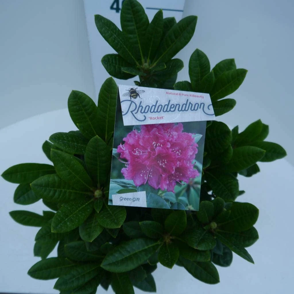 Rhododendron (Rhododendron 'Rocket') 7 Rhododendron (Rhododendron 'Rocket') - Afbeelding 5