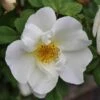 Ondoordringbare Haag, Laag -Groene Pracht rosa rugosa alba 1