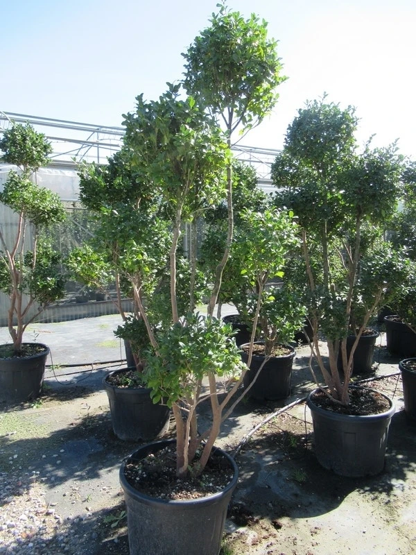 Camelia Als Bonsai (Camellia Sasanqua) 10 Camelia Als Bonsai (Camellia Sasanqua) - Afbeelding 8