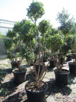 Camelia Als Bonsai (Camellia Sasanqua) 20 Camelia Als Bonsai (Camellia Sasanqua) -Groene Pracht sasanquapompon03