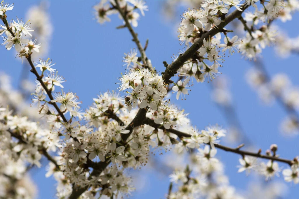 Zeeuwse Haag 4 Zeeuwse Haag - Afbeelding 2